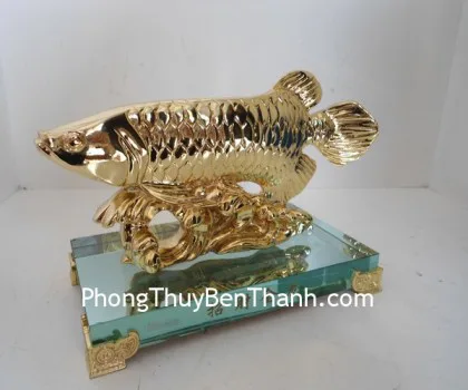 Cá chiêu tài kim long vàng, đế thủy tinh Y162